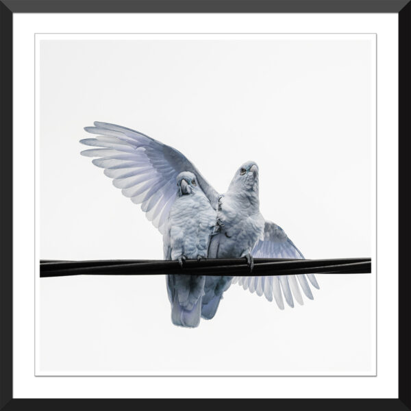 Nel Davison - Birds on a wire