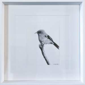 Bellbird - Rachel Savage