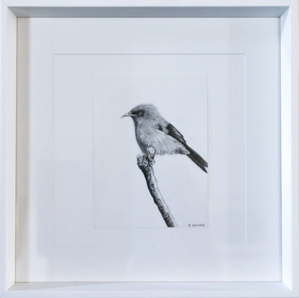 Bellbird - Rachel Savage