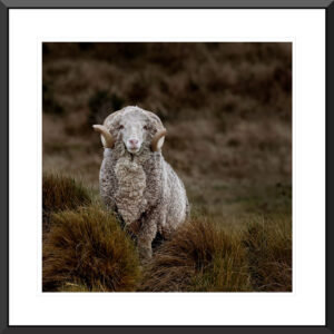 High Country Merino - Nel Davison