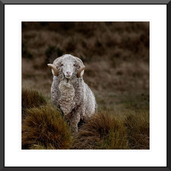 High Country Merino - Nel Davison