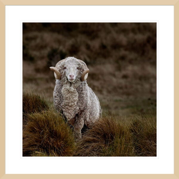 High Country Merino - Nel Davison - Image 2