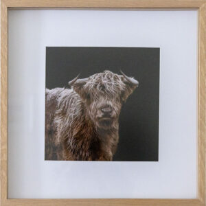 Highland Calf - Nel Davison