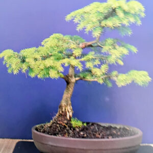 Bonsai Workshop  Sat 21 Feb 2026