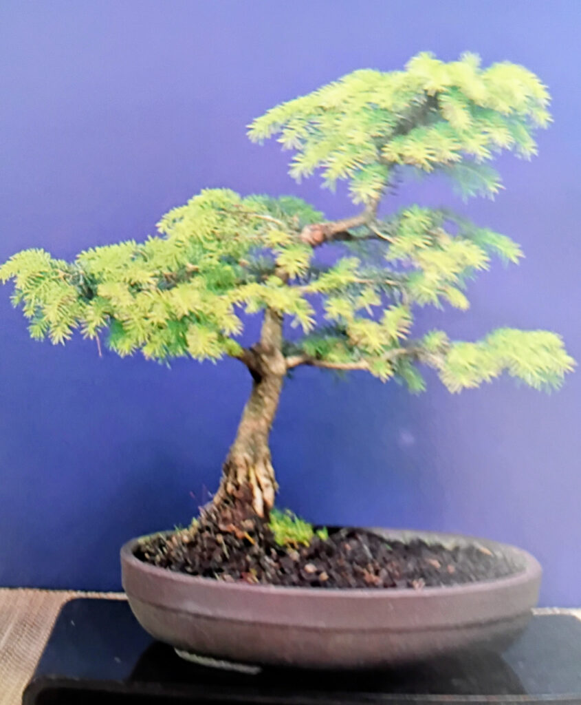 Bonsai Workshop  Sat 21 Feb 2026